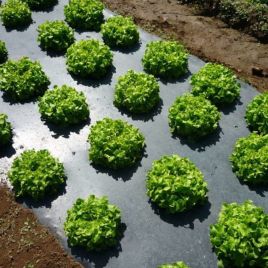 Пленка мульчирующая черная 30 мкм для овощей, 1,2 м