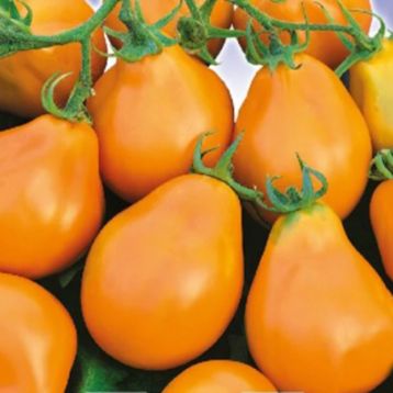 Томат Японський трюфель жовти