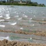 Плівка мульчуюча прозора 30 мкм для кавунів, 1,5 м (Украина)