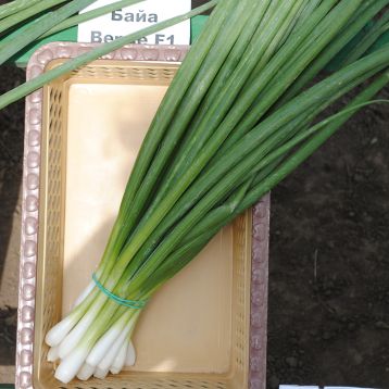 Лук на перо Байа Верде