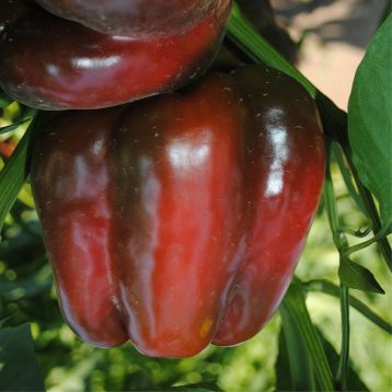 Перец Екла F1