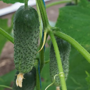  Огірок Кібрія F1