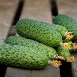 Огурец Ронел F1