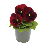 Віола Інспаєр Делюкс F1 червона з вічком