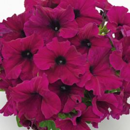 Петуния грандифлора Саксес HD F1 бургунди