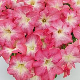 Петуния грандифлора Саксес HD F1 лососевое утро