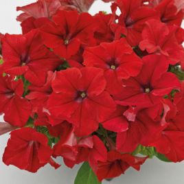 Петуния грандифлора Саксес HD F1 красная 