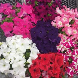 Петуния грандифлора Саксес HD F1 смесь