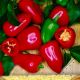 Перець солодкий Рела