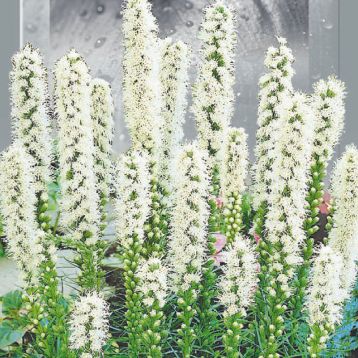 Ліатрис білий