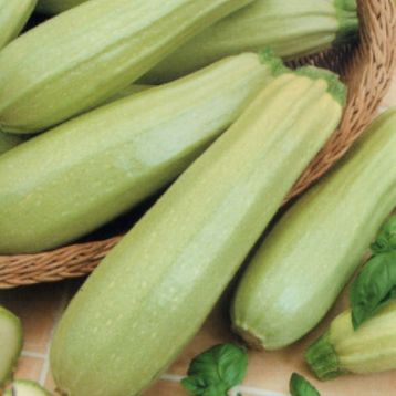 Кабачок Колдун (Чаклун)