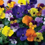 Віола Коріна F1 повна суміш (Viola cornuta Corina F1) 
