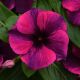 Катарантус Тату F1 блек черри (black cherry) 