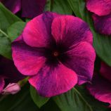 Катарантус Тату F1 блек черри (black cherry) 