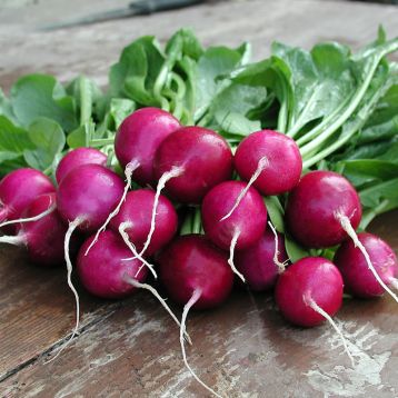 Редис Виола