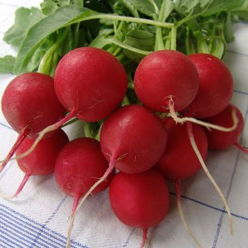 Редис Стела
