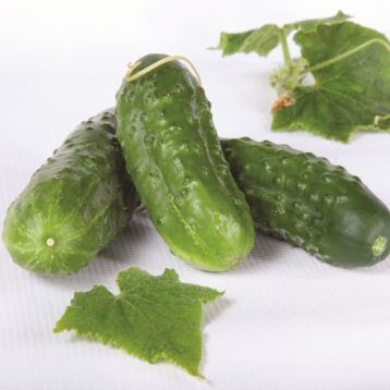 Огірок Октопус F1