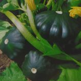 Патиссон Дарк