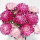 Айстра Ювель лілово-рожева