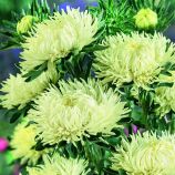 Астра Ювель желтая (Yellow)