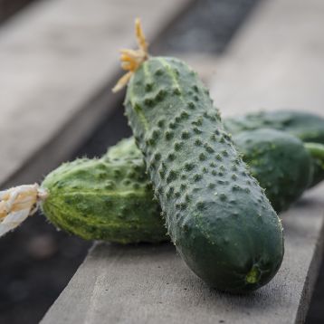 Огірок Еколь F1