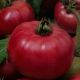 Томат Акинак F1