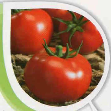 Томат Барин