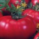Томат Біфштекс