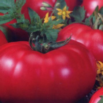 Томат Біфштекс