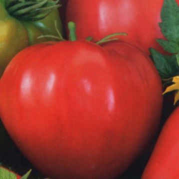 Томат Велика матуся