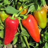 Любов F1 семена перца сладкого тип Венгерский среднего 70-75 дн. 110-140 гр. 7-8 мм зел./красн. (Syngenta)