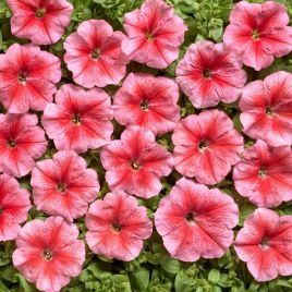 Петуния мультифлора Клаудия F1 лососевая с прожилками