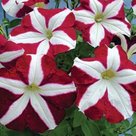 Петуния мультифлора Кристина F1 пурпурно-белая звезда