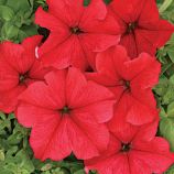 Петунія грандіфлора Ласка F1 червона 