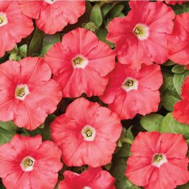Петуния минифлора Карлик F1 темно-лососевая