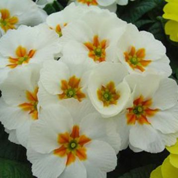 Примула акауліс Акорд S1 біла