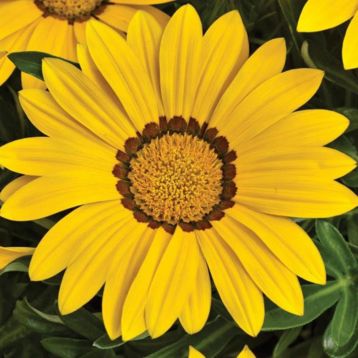 Газания Промеза желтая