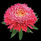 Астра Принцесса кримсон