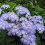 Агератум карликовий Лєда двокольоровий