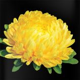 Айстра китайська піоновидна Дюшес жовта