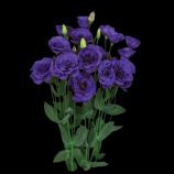 Эустома Бореалис F1 синяя