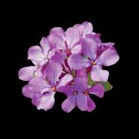 Маттиола двурогая Бикорнис