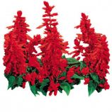 Сальвія Фарао червона