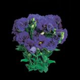 Эустома Супер Меджик F1 насыщенно-голубая