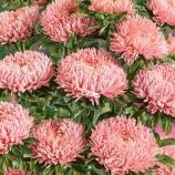Айстра Сірінга лососево-рожева