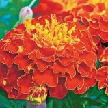Бархатцы раскидистые Медовые соты