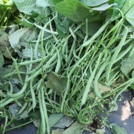 Квасоля спаржева Вєра