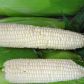 Кукурудза Білий кролик F1