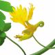 Настурція Канаркові ліани