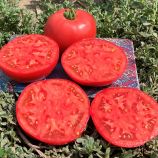 Томат Альма F1 (ЕЗ 2104 F1, EZ 2104 F1)